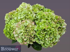 Hydrangea Verena Classic 60cm 19-21cm Hd