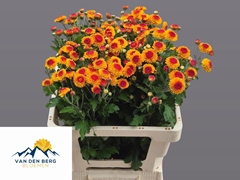 Chrysanth Spray Bright Eye 60cm 45gr.