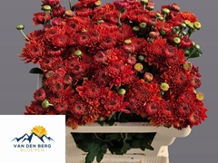 Chrysanth Spray Gompie Bronze 50cm 40gr.
