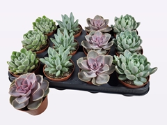 Echeveria Mix 8Ø 10cm