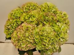 Hydrangea Verena Classic 80cm 22-24cm Hd