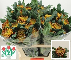 Chrysanth Single Fuego 75cm 110gr.