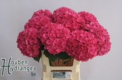 Hydrangea Glowing Alps 60cm 16-18cm Hd