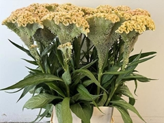 Celosia Haute Couture 100cm