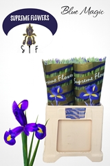Iris Blue Magic 58cm 36gr.