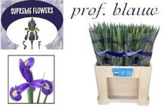 Iris Professor Blaauw 56cm 36gr.