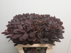 Cotinus Coggygria Royal Purple 80cm