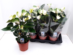Anthurium Adios Spring 17Ø 55cm