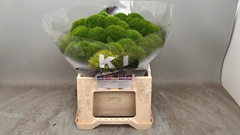 Dianthus Barb Kiwi Mellow Cool 38cm