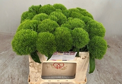 Dianthus Barb Kiwi Mellow Cool 32cm