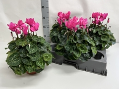 Cyclamen Super Serie Xl 15Ø 36cm