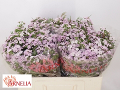 Chamelaucium Dancing Queen 50cm 25gr.