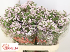 Chamelaucium Dancing Queen 80cm 55gr.