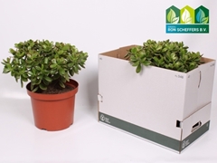 Crassula Sunset 29Ø 50cm