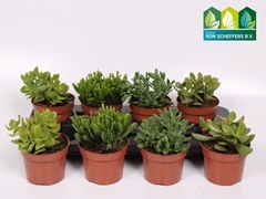 Crassula Mixed 12Ø 19cm