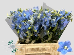 Delphinium Single Ballkleid 40cm