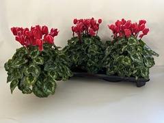 Cyclamen Super Serie Xl 15Ø 36cm