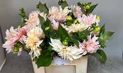 Dahlia Café Au Lait 60cm