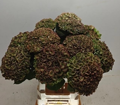 Hydrangea Green Revolution Classic 65cm 16-18cm Hd