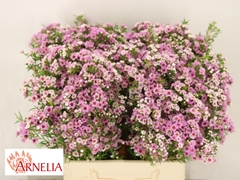Chamelaucium Giselle 40cm 20gr.