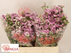 Chamelaucium Giselle 55cm 45gr.
