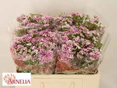 Chamelaucium Giselle 50cm 15gr.