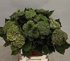 Hydrangea Green Revolution 60cm 9-11cm Hd