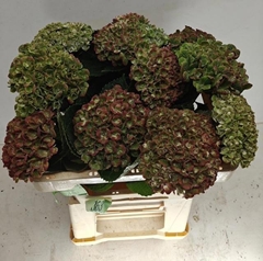 Hydrangea Green Revolution Classic 50cm 11-13cm Hd