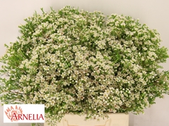 Chamelaucium Pearl Buttons 40cm 20gr.