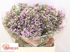 Chamelaucium Pirouette 60cm 70gr.