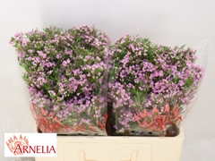 Chamelaucium Pirouette 50cm 45gr.