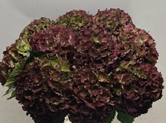 Hydrangea Royal Sunset Classic 50cm 19-21cm Hd