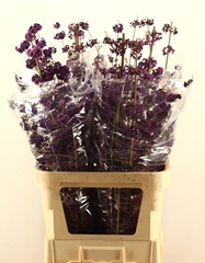 Callicarpa Bodinieri Profusion 100cm