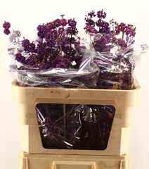 Callicarpa Bodinieri Profusion 80cm