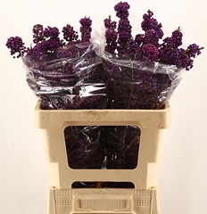 Callicarpa Bodinieri Profusion 60cm