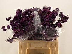Callicarpa Bodinieri Profusion 40cm