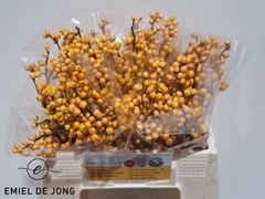 Ilex Verticillata Golden Verboom 35cm
