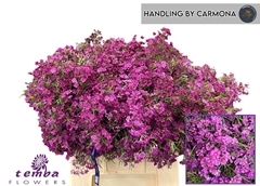 Chamelaucium Free Spirit 60cm 50gr.
