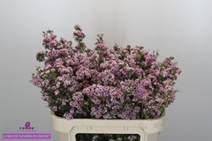 Chamelaucium Giselle 70cm 60gr.