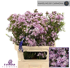 Chamelaucium Giselle 80cm 90gr.