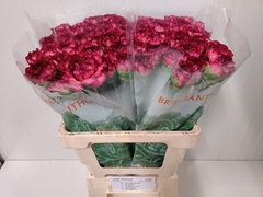 Dianthus Single Purple Sky 60cm