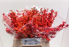 Ilex Verticillata Oudijk's Orange 40cm