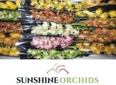 Cymbidium Mini Mix 50cm