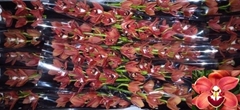Cymbidium Mini Brownie 40cm