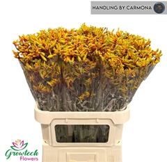 Anigozanthos Gold Fever 80cm