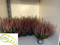 Calluna Vulgaris Garden Girls Nexxt Mix 11Ø 20cm