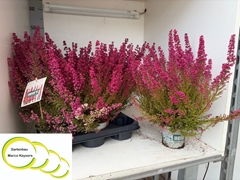 Erica Gracilis Heidi's Bella 12Ø 27cm