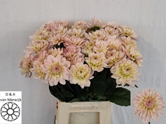 Dahlia Diana's Memory 50cm