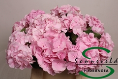 Hydrangea Verena 40cm 9-11cm Hd