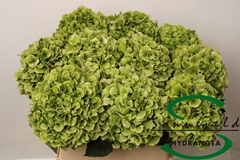 Hydrangea Verena Classic 80cm 15-17cm Hd